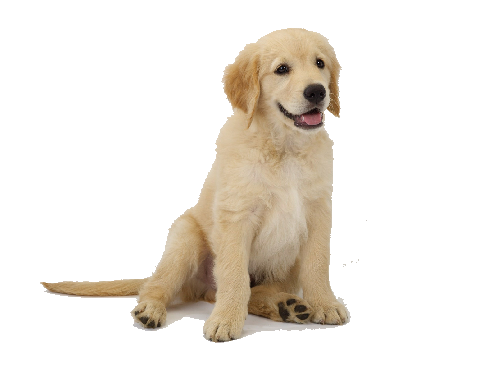 63873-dog